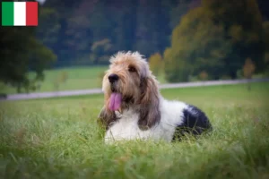 Lees meer over het artikel Grand Basset Griffon Vendéen fokkers en pups in Italië