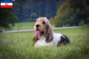 Lees meer over het artikel Grand Basset Griffon Vendéen fokkers en pups in Sleeswijk-Holstein