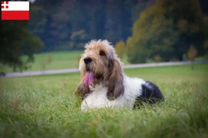 Lees meer over het artikel Grand Basset Griffon Vendéen fokkers en pups in Utrecht