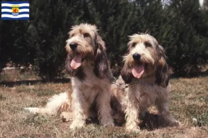 Lees meer over het artikel Grand Basset Griffon Vendéen fokkers en pups in Zeeland