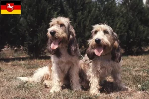 Lees meer over het artikel Grand Basset Griffon Vendéen fokkers en pups in Nedersaksen