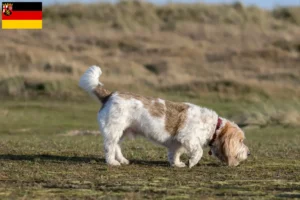 Lees meer over het artikel Grand Basset Griffon Vendéen fokkers en pups in Rijnland-Palts