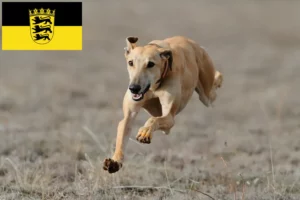 Lees meer over het artikel Windhondenfokkers en puppies in Baden-Württemberg