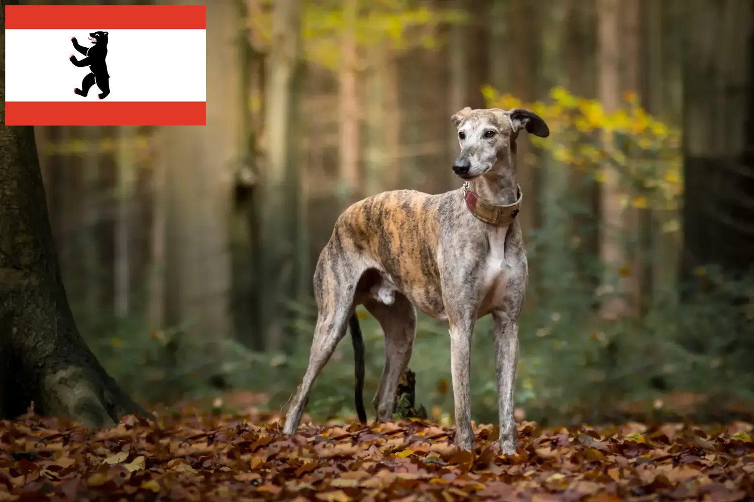 Lees meer over het artikel Greyhound fokkers en puppies in Berlijn