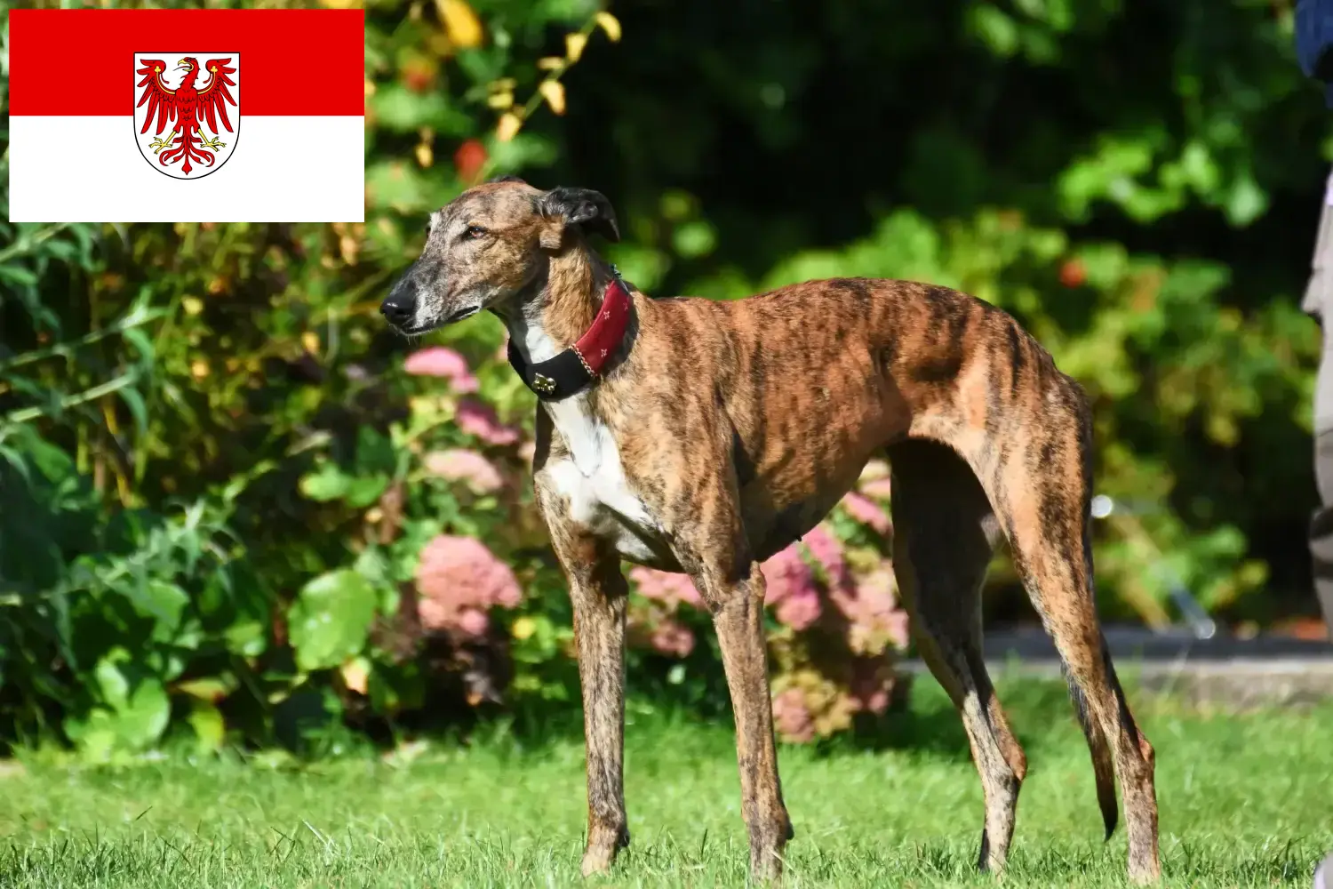 Lees meer over het artikel Greyhound fokkers en puppies in Brandenburg