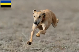 Lees meer over het artikel Greyhound fokkers en puppies in Gelderland