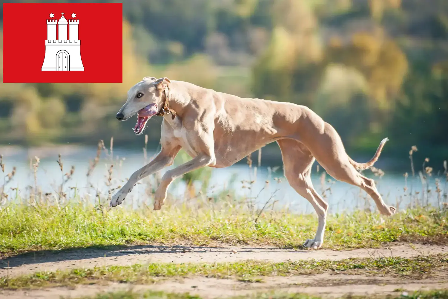 Lees meer over het artikel Greyhound fokkers en puppies in Hamburg