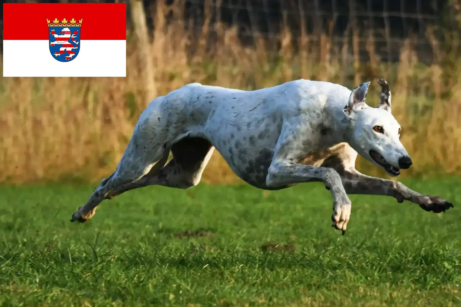 Lees meer over het artikel Greyhound fokkers en puppies in Hessen