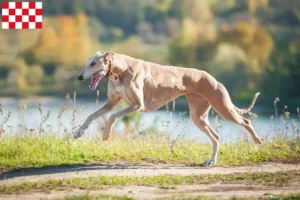 Lees meer over het artikel Greyhound fokkers en puppies in Noord-Brabant