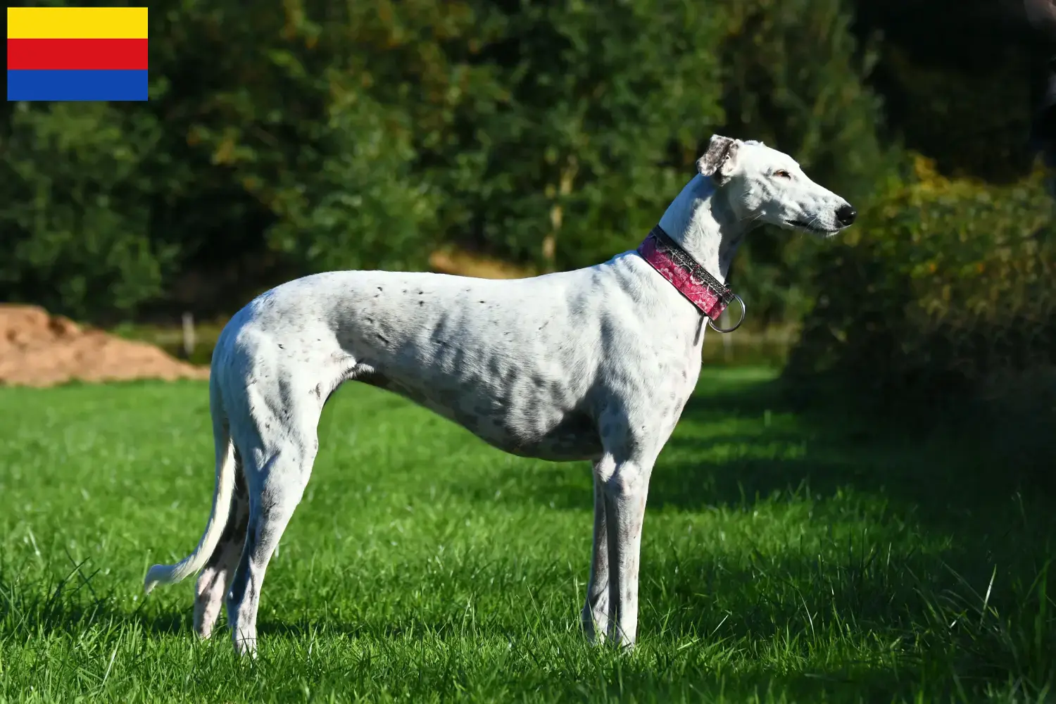 Lees meer over het artikel Greyhound fokkers en puppies in Noord-Holland