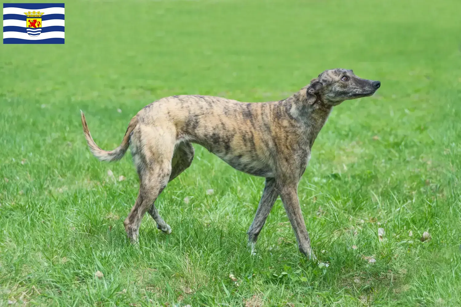 Lees meer over het artikel Greyhound fokkers en puppies in Zeeland