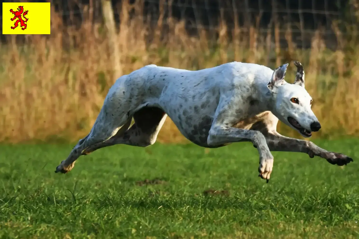 Lees meer over het artikel Greyhound fokkers en puppies in Zuid-Holland