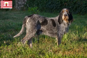 Lees meer over het artikel Griffon Bleu de Gascogne fokkers en pups in Bremen