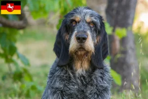 Lees meer over het artikel Griffon Bleu de Gascogne fokkers en puppies in Nedersaksen