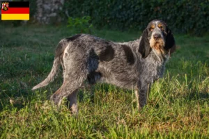 Lees meer over het artikel Griffon Bleu de Gascogne fokkers en puppies in Rijnland-Palts