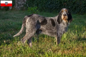 Lees meer over het artikel Griffon Bleu de Gascogne fokkers en pups in Thüringen