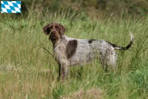 Lees meer over het artikel Griffon d’arrêt à poil dur Fokker en puppies in Beieren