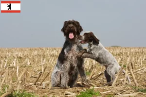 Lees meer over het artikel Griffon d’arrêt à poil dur Fokker en puppies in Berlijn