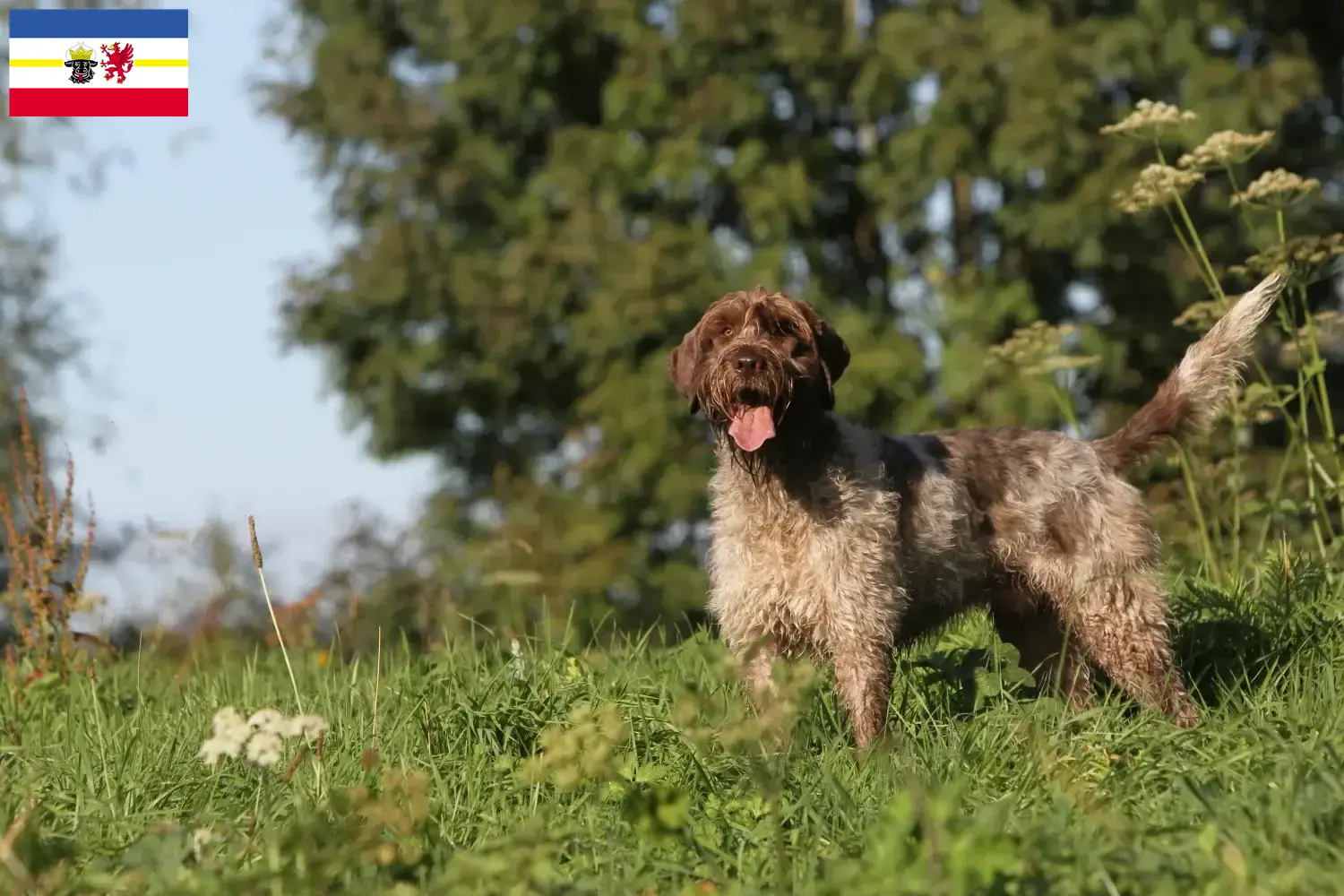 Lees meer over het artikel Griffon d’arrêt à poil dur Fokker en puppies in Mecklenburg-Vorpommern