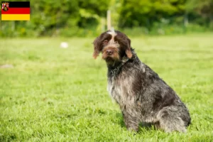 Lees meer over het artikel Griffon d’arrêt à poil dur Fokker en puppies in Rijnland-Palts