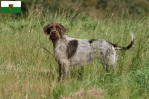 Lees meer over het artikel Griffon d’arrêt à poil dur Fokker en puppies in Saksen