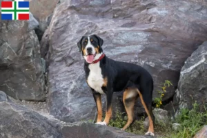 Lees meer over het artikel Grote Zwitserse Sennenhond fokker en pups in Groningen