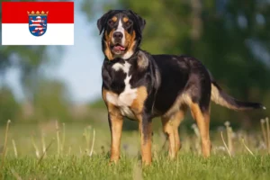 Lees meer over het artikel Grote Zwitserse Sennenhondenfokker en Puppies in Hessen