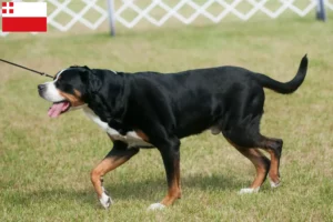 Lees meer over het artikel Grote Zwitserse Sennenhond fokker en pups in Utrecht