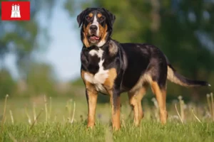 Lees meer over het artikel Grote Zwitserse Sennenhond fokker en pups in Hamburg