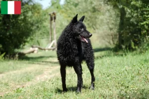 Lees meer over het artikel Hrvatski ovčar fokkers en puppies in Italië