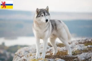 Lees meer over het artikel Husky fokkers en puppies in Limburg