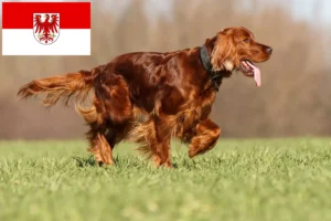 Lees meer over het artikel Ierse Rode Setter fokkers en pups in Brandenburg