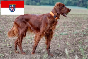 Lees meer over het artikel Ierse Rode Setter fokkers en pups in Hessen