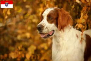 Lees meer over het artikel Ierse rood-witte setter fokkers en pups in Hessen