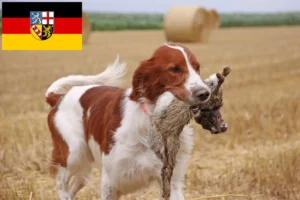 Lees meer over het artikel Ierse rood-witte Setter fokkers en puppies in Saarland