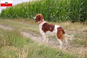 Lees meer over het artikel Ierse rood-witte setter fokkers en pups in Thüringen