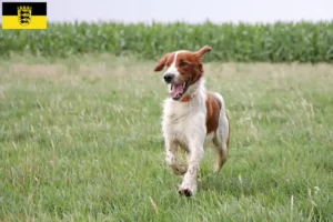 Lees meer over het artikel Ierse rood-witte Setter fokkers en pups in Baden-Württemberg