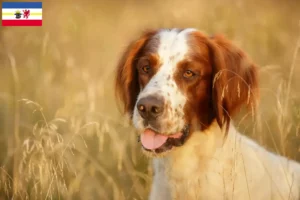 Lees meer over het artikel Ierse rood-witte setter fokkers en pups in Mecklenburg-Vorpommern