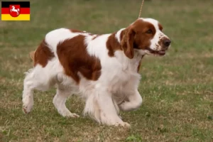 Lees meer over het artikel Ierse rood-witte setter fokkers en pups in Nedersaksen