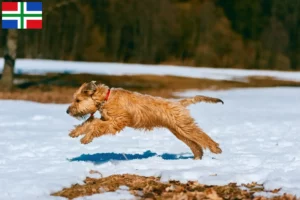 Lees meer over het artikel Ierse Soft Coated Wheaten Terrier fokkers en puppies in Groningen