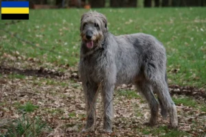 Lees meer over het artikel Ierse Wolfshond fokkers en pups in Gelderland