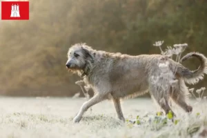 Lees meer over het artikel Ierse Wolfshond fokkers en pups in Hamburg