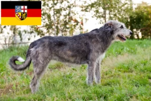 Lees meer over het artikel Ierse wolfshondenfokkers en pups in Saarland