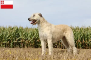 Lees meer over het artikel Ierse Wolfshond fokkers en pups in Utrecht