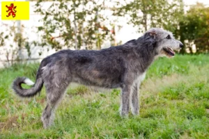 Lees meer over het artikel Ierse Wolfshond fokkers en pups in Zuid-Holland