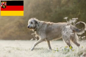 Lees meer over het artikel Ierse wolfshondenfokkers en pups in Rijnland-Palts