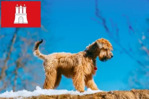 Lees meer over het artikel Ierse Soft Coated Wheaten Terrier fokkers en puppies in Hamburg