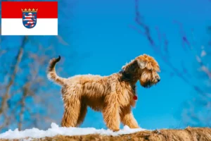 Lees meer over het artikel Ierse Soft Coated Wheaten Terrier fokkers en puppies in Hessen