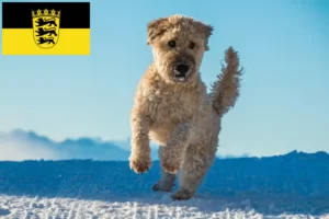 Lees meer over het artikel Ierse Soft Coated Wheaten Terrier fokkers en puppies in Baden-Württemberg