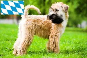 Lees meer over het artikel Ierse Soft Coated Wheaten Terrier fokkers en puppies in Beieren